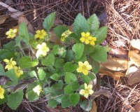 chrysogonum virginianum ar2.jpg